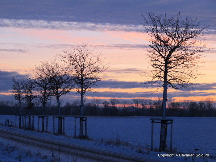 bavarian trees at sunrise