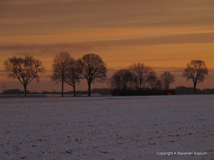 Winter Trees