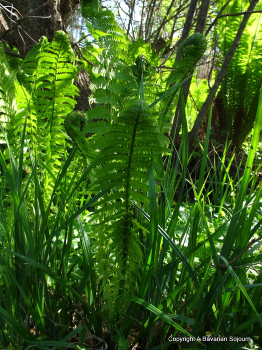 Ferns