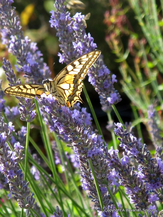 IMG_4443-001 black and white butterfly