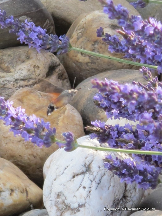 IMG_4466 Hummingbird Moth