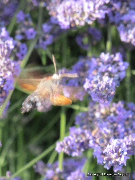 IMG_4484-001 hummingbird moth