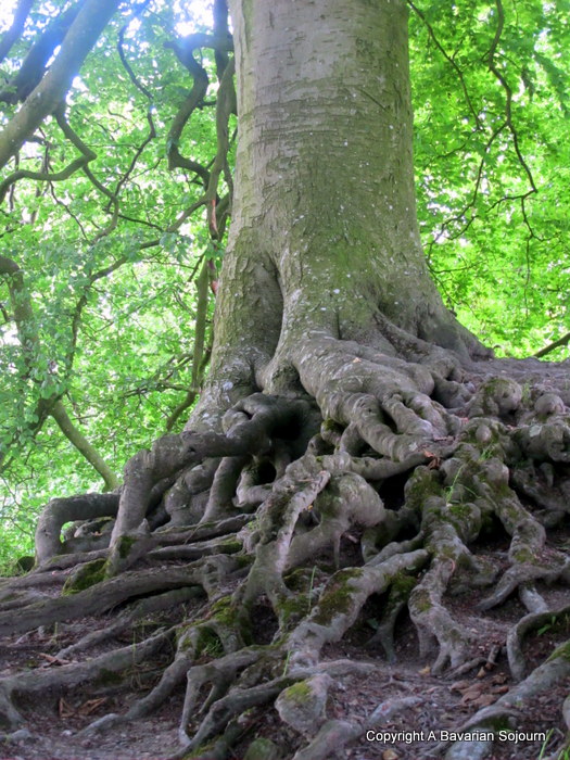 Avebury Fairy Tree 