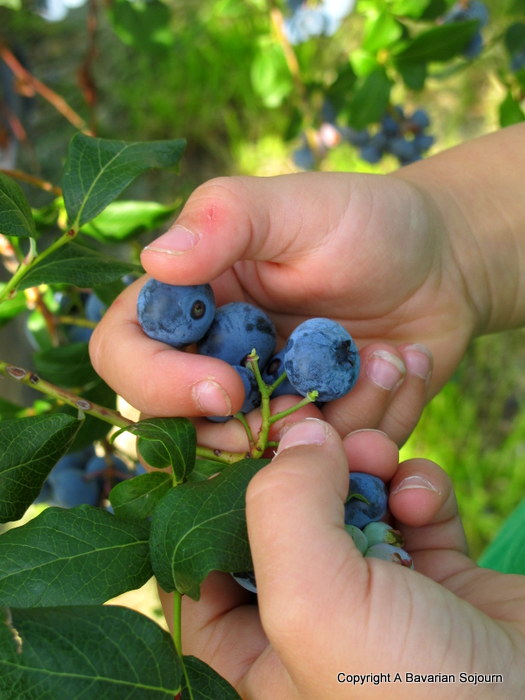 pick your own blueberries 