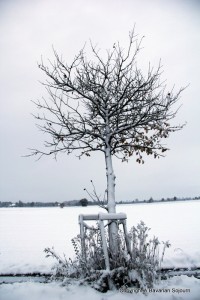 IMG_1202-001