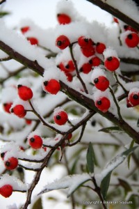 IMG_1279-001