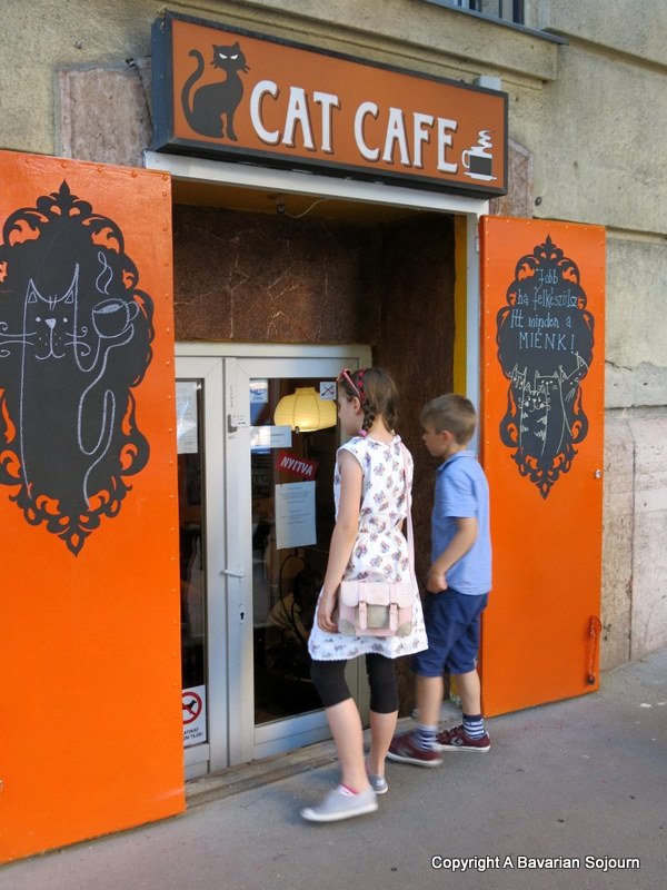 cat cafe budapest