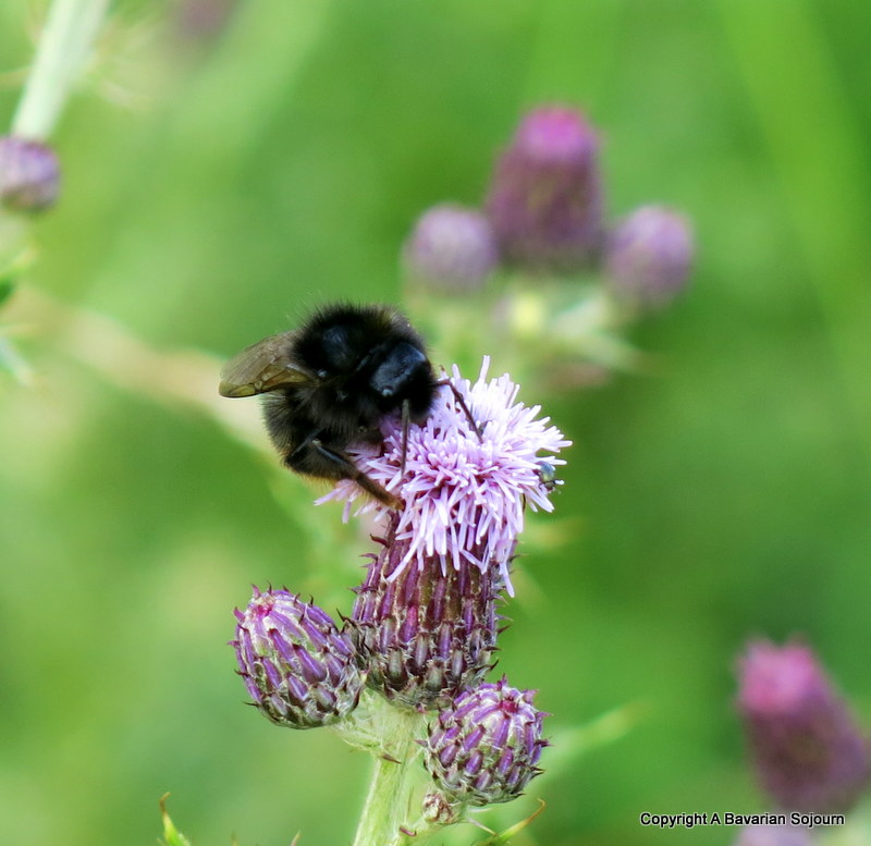 Purple Bee 