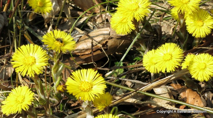 saint clemens forest church freising