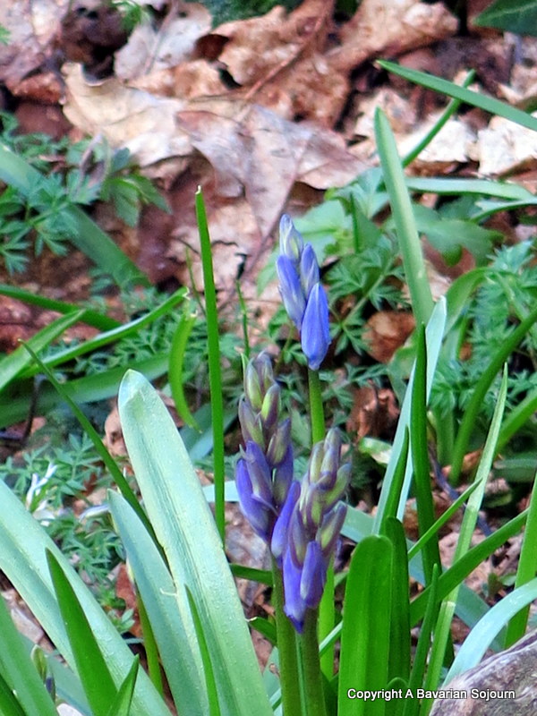 new bluebells