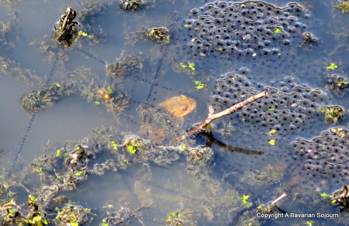 spring at the village pond