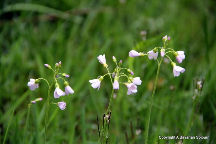 rain flowers black forest