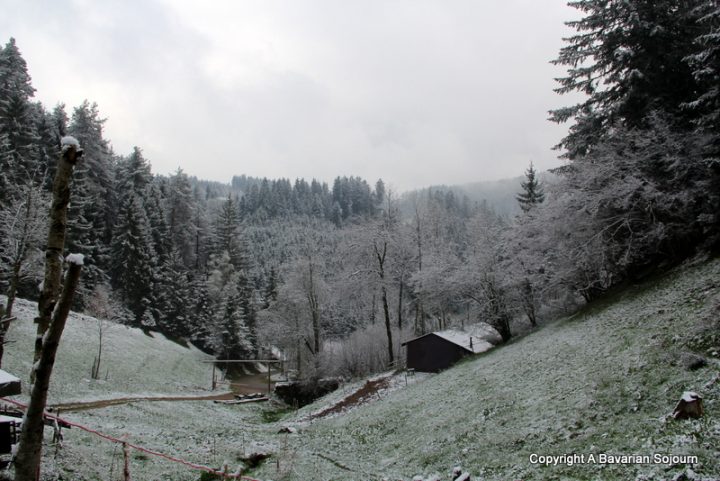 snow in the black forest