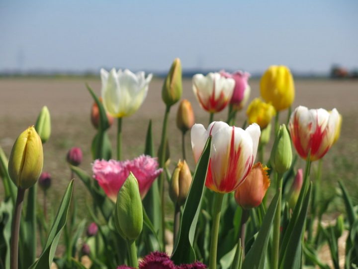 bavarian tulips 