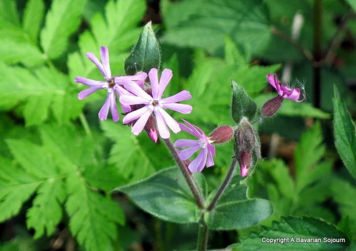 wild alpine flowers