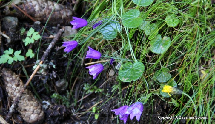 alpine flowers 