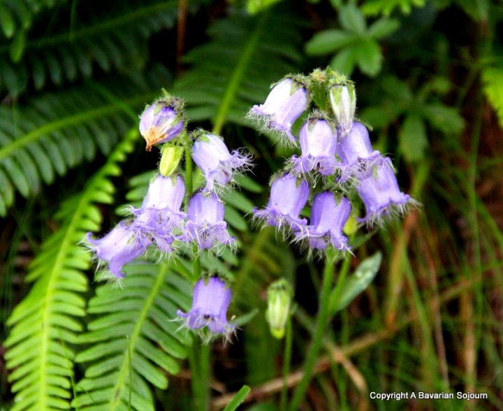 alpine flowers