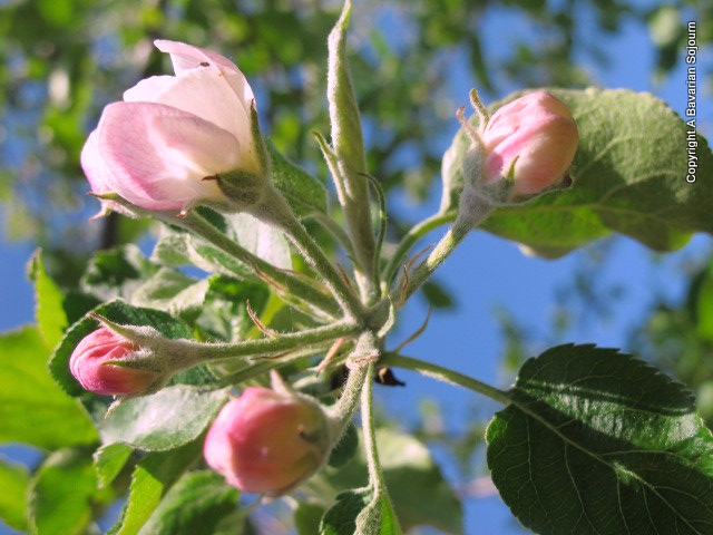 apple blossom 