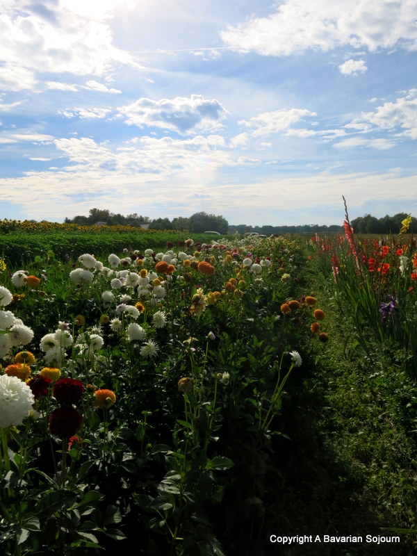 bavarian flower fields