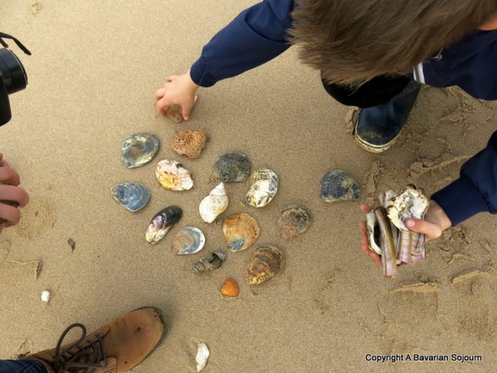 the shell collectors