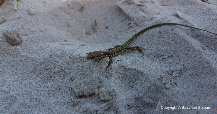 beach lizard corsica