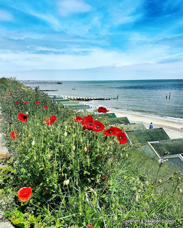 Southwold Poppies 