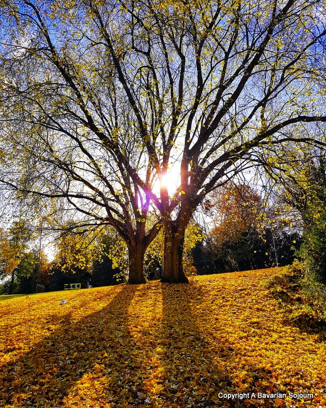 Sunday Photo Golden Tree A Bavarian Sojourn