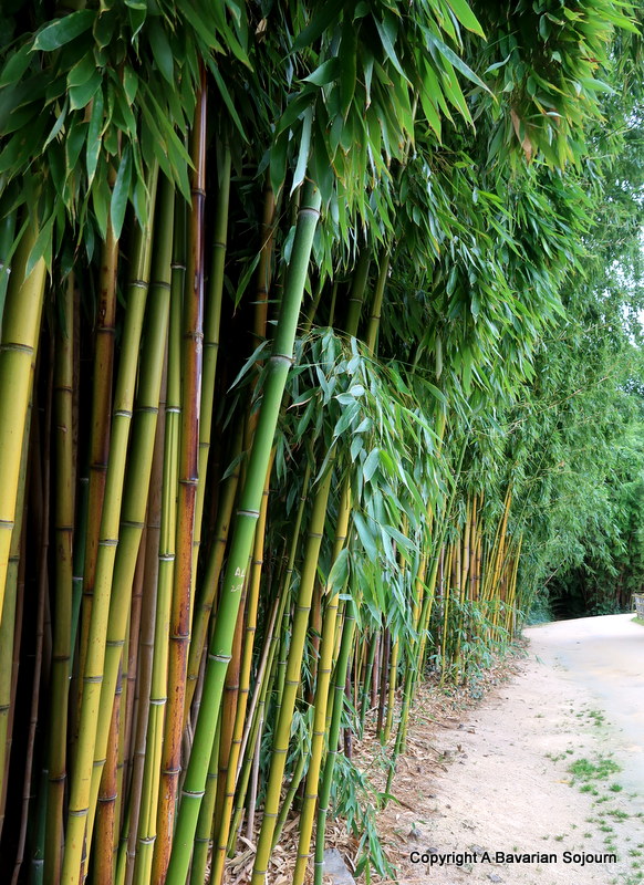 Bamboo at Latour Marliac
