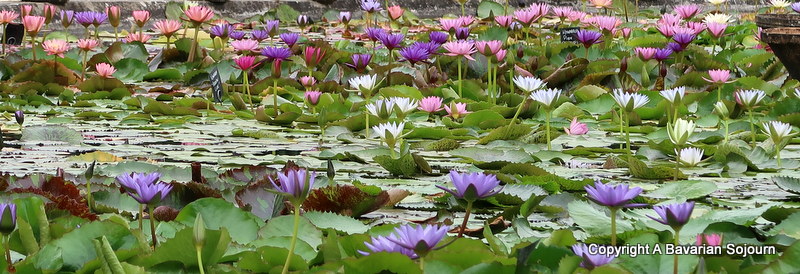 lilies latour Marliac 