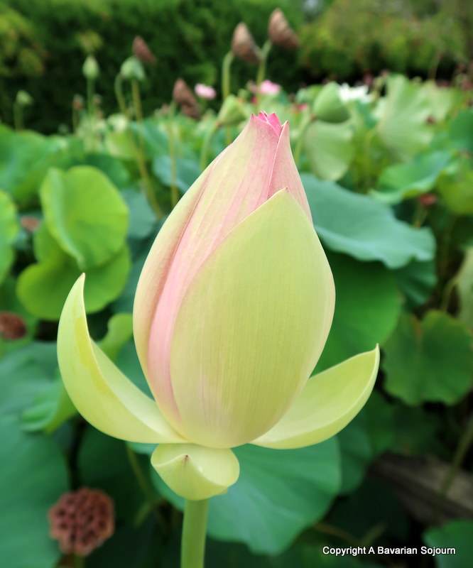 lotus latour marliac 