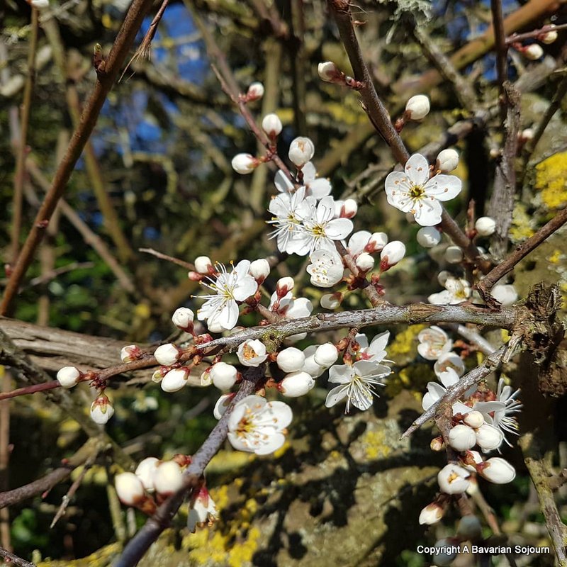 blackthorn blossom