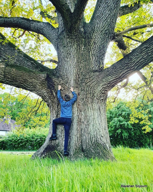 Giant Oak 