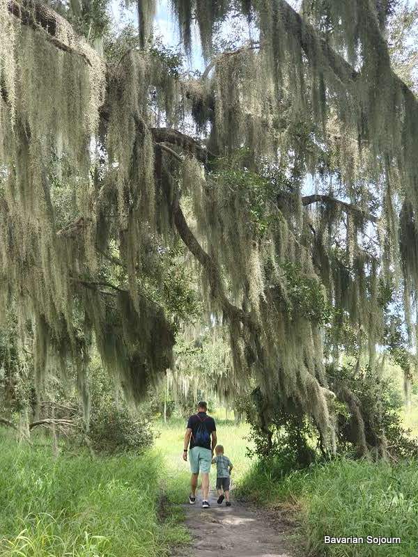 trees with spanish moss at circle b wildlife reserve