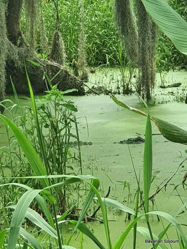 alligator camouflaged in green water 