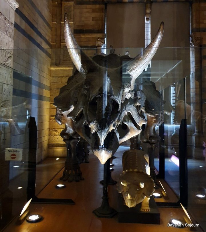 triceratops skeleton natural history museum