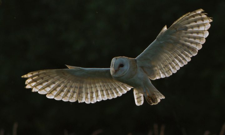 Owl in flight hawk conservancy