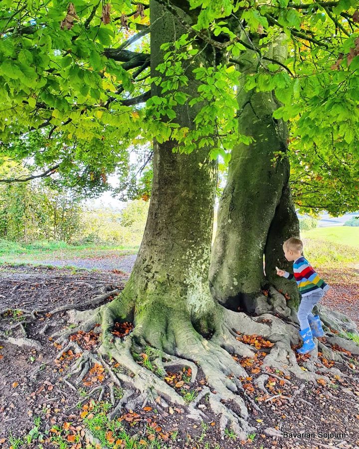 Autumn Tree at Danebury Ring Hill Fort