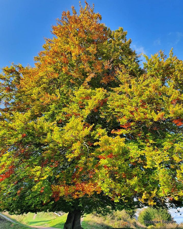 Autumn Tree at Danebury Ring