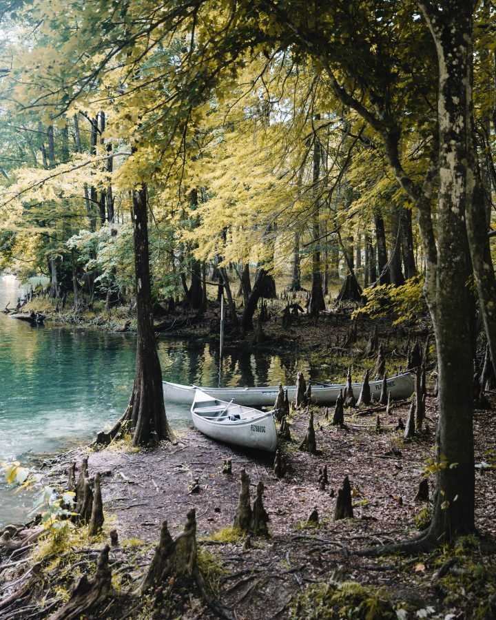 Kayaks on a mangrove swamp