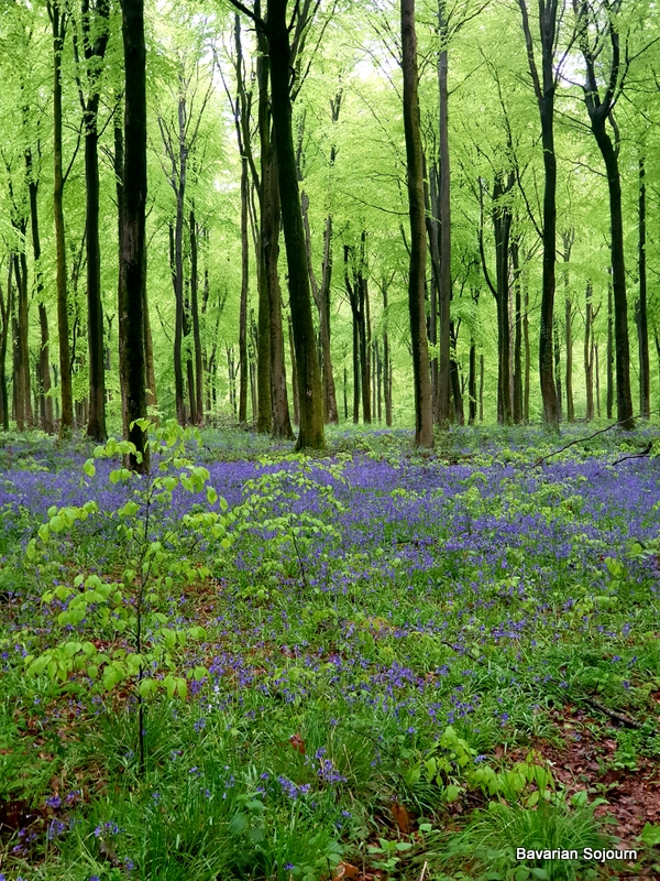 Bluebells in a Forest full of green leaves