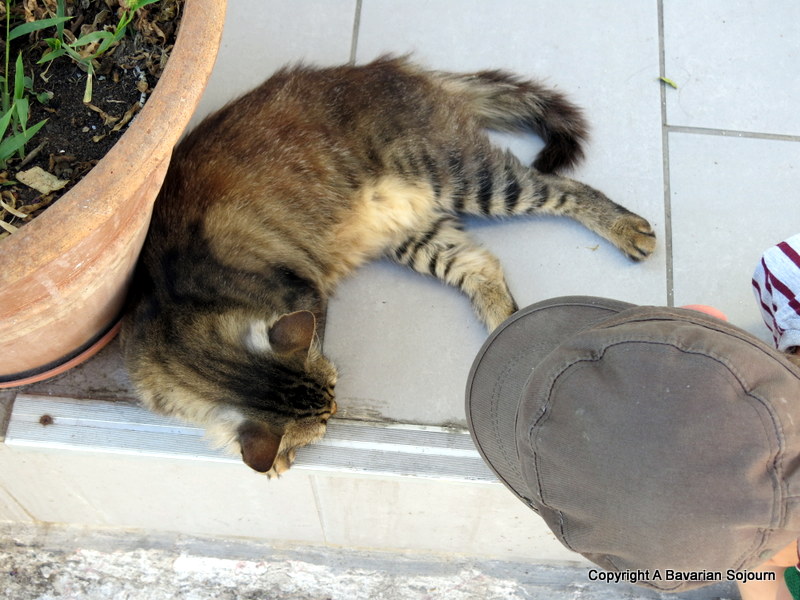 Tales of the Cat Whisperer... A Bavarian Sojourn